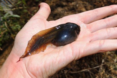 Larva žabe češnjarke je veliki omnivorni punoglavac zlatnog mrljastog trbuha i uočljivih očiju. Njihova metamorfoza traje dugo, pa često prezimljavaju pod vodom.